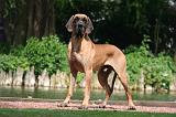 DOGUE ALLEMAND 837